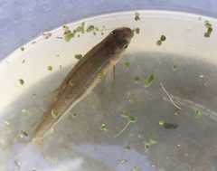 Hesperoleucus venustus subditus