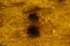 Berkleasmium concinnum