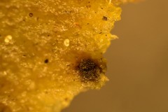 Berkleasmium concinnum