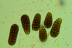 Berkleasmium concinnum