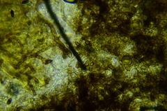 Berkleasmium concinnum