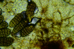 Berkleasmium concinnum