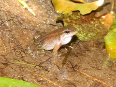 Crossodactylus