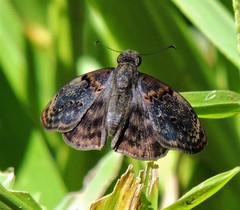 Chiomara mithrax