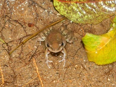 Crossodactylus