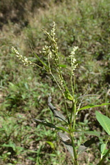 Persicaria glabra