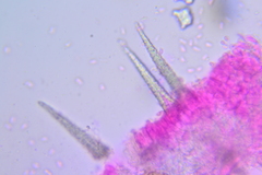 Peniophorella
