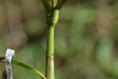 Persicaria glabra