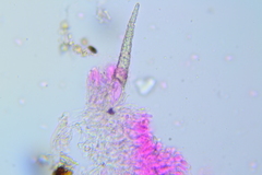 Peniophorella
