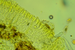 Peniophorella