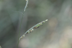 Paspalum pubiflorum