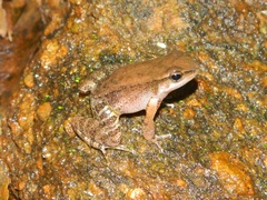 Crossodactylus