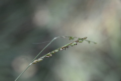 Paspalum pubiflorum