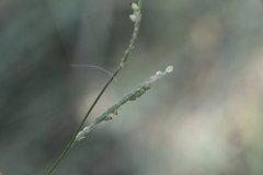 Paspalum pubiflorum