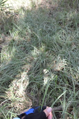 Paspalum pubiflorum