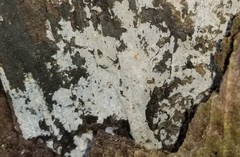 Peniophorella pubera