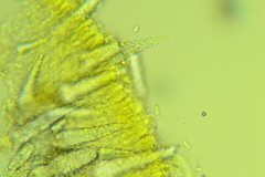 Peniophorella pubera