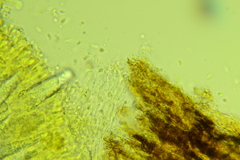 Peniophorella pubera