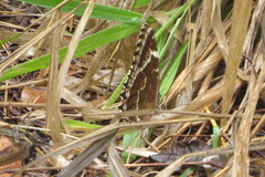 Morpho helenor achillaena