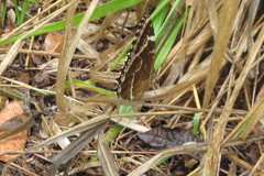 Morpho helenor achillaena