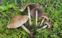 Psathyrella rugocephala