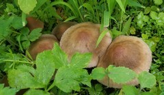Psathyrella rugocephala