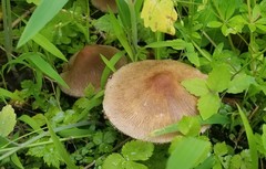 Psathyrella rugocephala
