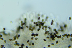 Psathyrella rugocephala