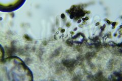 Psathyrella rugocephala