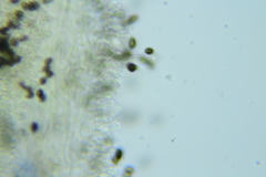 Psathyrella rugocephala