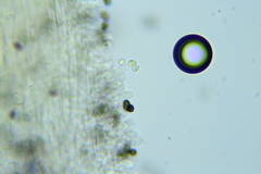 Psathyrella rugocephala