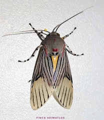 Idalus sublineata