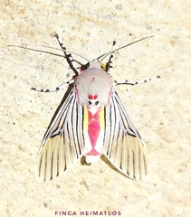 Idalus sublineata