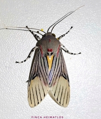 Idalus sublineata