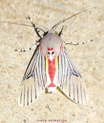 Idalus sublineata
