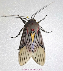 Idalus sublineata