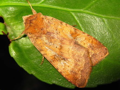 Diarsia canescens