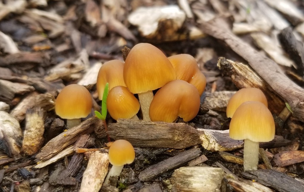 Psathyrella saponacea