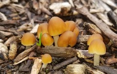 Psathyrella tephrophylla