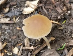 Psathyrella tephrophylla