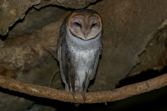 Tyto alba punctatissima