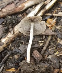 Psathyrella tephrophylla