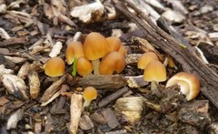 Psathyrella tephrophylla