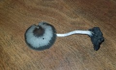 Psathyrella tephrophylla