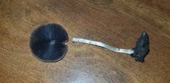 Psathyrella tephrophylla