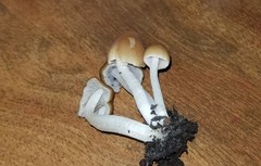 Psathyrella tephrophylla