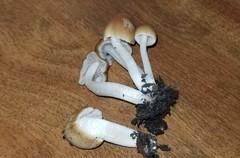 Psathyrella tephrophylla