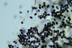 Psathyrella tephrophylla