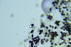 Psathyrella tephrophylla