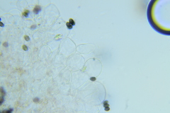 Psathyrella tephrophylla